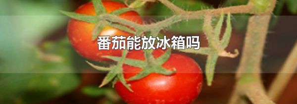 番茄能放冰箱吗