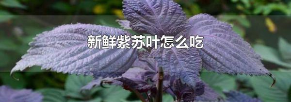 新鲜紫苏叶怎么吃