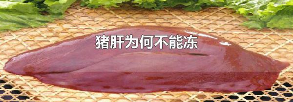 猪肝为何不能冻