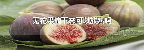 无花果摘下来可以放熟吗