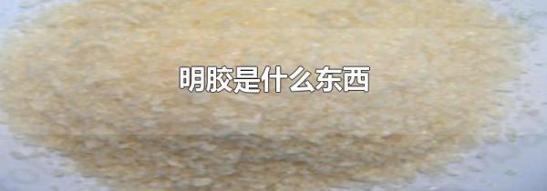 明胶是什么东西