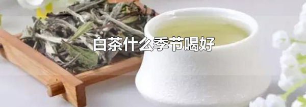 白茶什么季节喝好