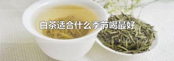 白茶适合什么季节喝最好