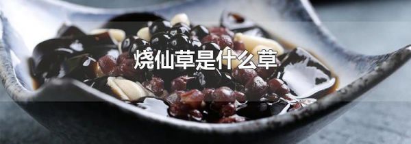 烧仙草是什么草