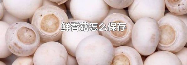 鲜香菇怎么保存