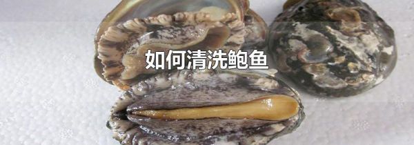 如何清洗鲍鱼