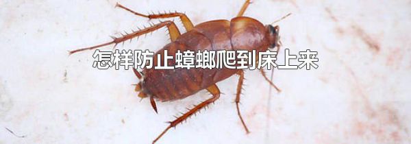 怎样防止蟑螂爬到床上来