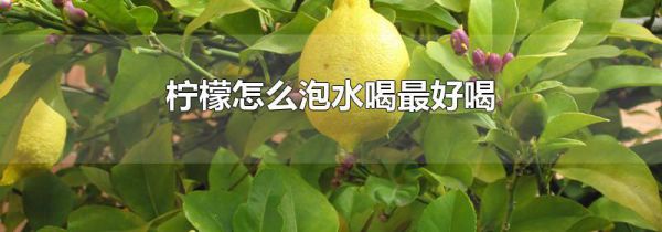 柠檬怎么泡水喝最好喝