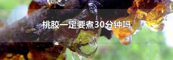 桃胶一定要煮30分钟吗