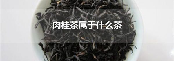 肉桂茶属于什么茶