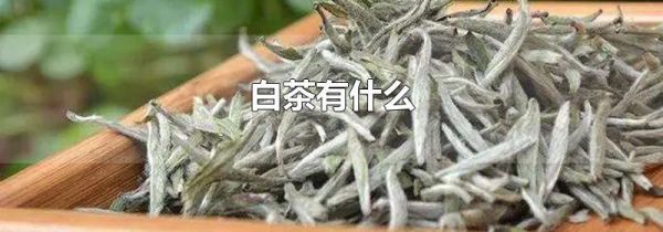 白茶有什么