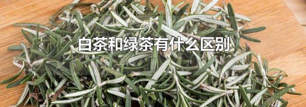 白茶和绿茶有什么区别