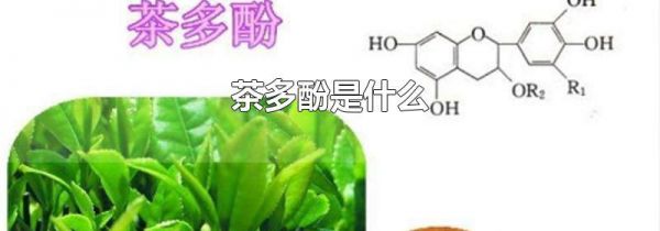 茶多酚是什么