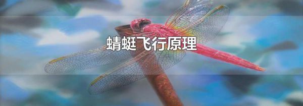蜻蜓飞行原理