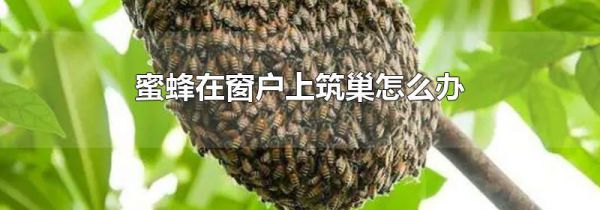 蜜蜂在窗户上筑巢怎么办