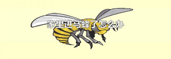 家里进马蜂了怎么办