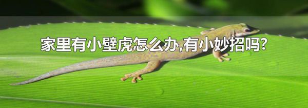 家里有小壁虎怎么办,有小妙招吗?