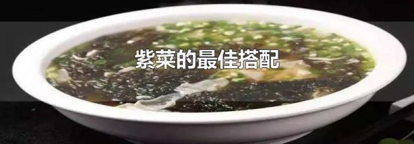 紫菜的最佳搭配