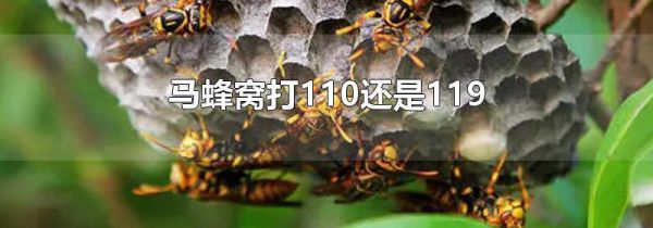 马蜂窝打110还是119