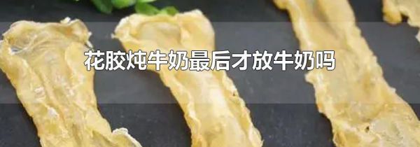 花胶炖牛奶最后才放牛奶吗