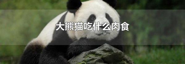 大熊猫吃什么肉食