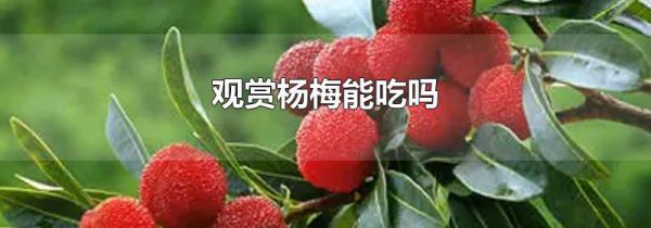 观赏杨梅能吃吗
