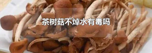 茶树菇不焯水有毒吗
