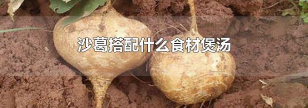 沙葛搭配什么食材煲汤