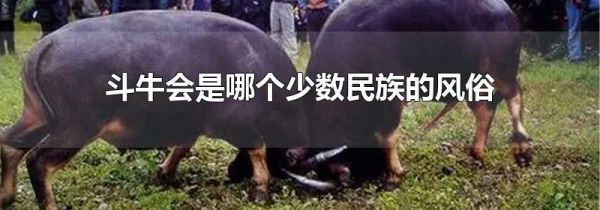 斗牛会是哪个少数民族的风俗