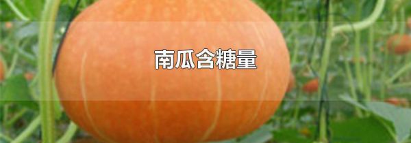 南瓜含糖量