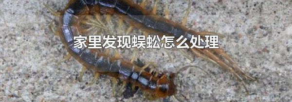 家里发现蜈蚣怎么处理