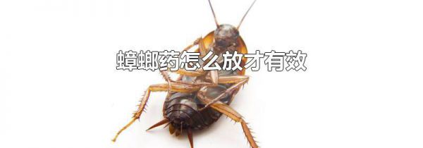 蟑螂药怎么放才有效