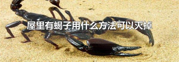 屋里有蝎子用什么方法可以灭掉