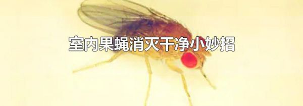 室内果蝇消灭干净小妙招
