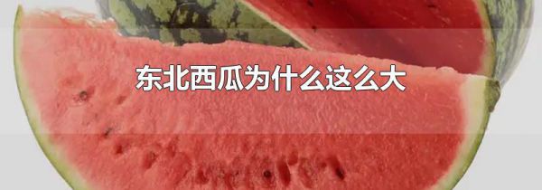 东北西瓜为什么这么大
