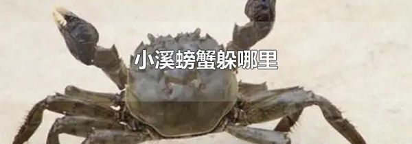 小溪螃蟹躲哪里