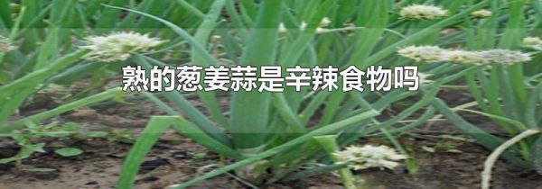 熟的葱姜蒜是辛辣食物吗