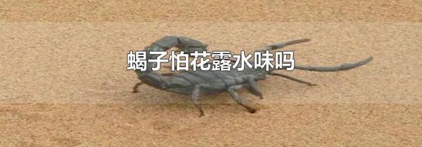 蝎子怕花露水味吗