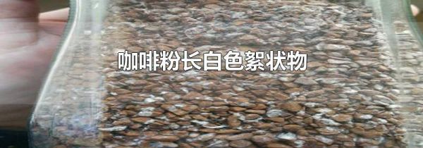 咖啡粉长白色絮状物