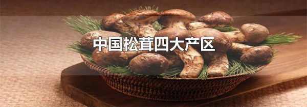 中国松茸四大产区