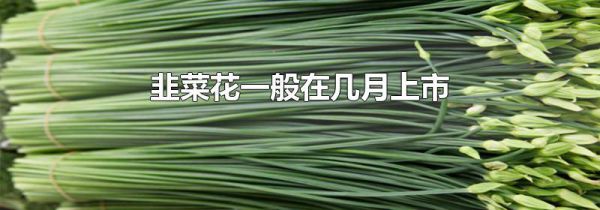 韭菜花一般在几月上市