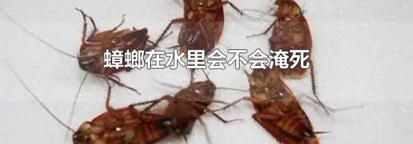 蟑螂在水里会不会淹死