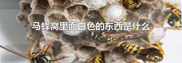 马蜂窝里面白色的东西是什么