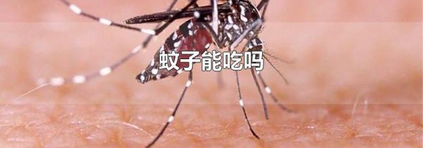 蚊子能吃吗