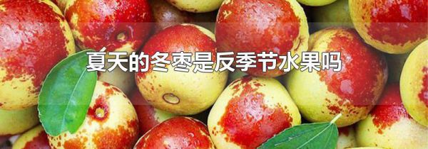 夏天的冬枣是反季节水果吗