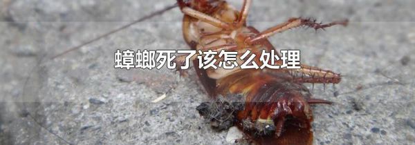 蟑螂死了该怎么处理