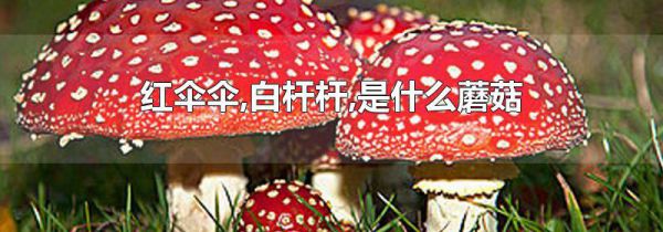 红伞伞,白杆杆,是什么蘑菇