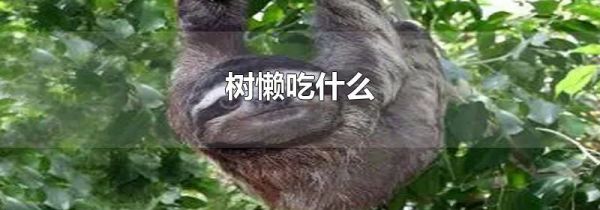 树懒吃什么