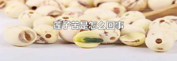 莲子苦是怎么回事