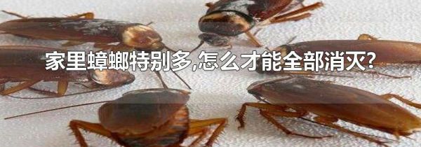 家里蟑螂特别多,怎么才能全部消灭?